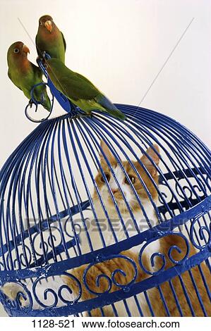 birds, cage, cat, frustration, temptation, trapped, trap View Large Photo Image Stock Image - birds, cage, cat, frustration, temptation, trapped, trap. Fotosearch