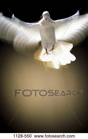 Stock Image - flight, peace, white, spotlight, bird, flying. Fotosearch