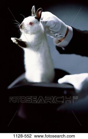 hands, hat, holding, entertainment, pulling, gloves, rabbit View Large Photo Image Stock Image - hands, hat, holding, entertainment, pulling, gloves, rabbit. Fotosearch
