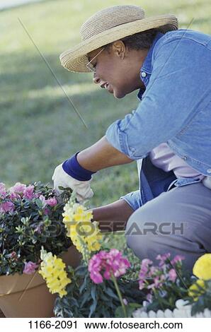 plant, people, woman, hat, senior, flowers, gardening View Large Photo Image Stock Image - plant, people, woman, hat, senior, flowers, gardening. Fotosearch