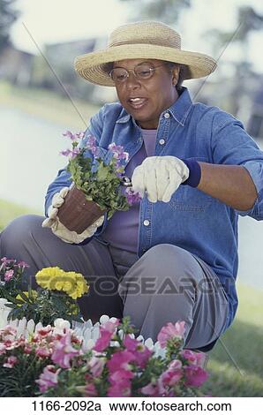 plant, people, woman, hat, senior, flowers, gardening View Large Photo Image Stock Image - plant, people, woman, hat, senior, flowers, gardening. Fotosearch