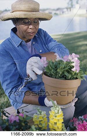 plant, people, woman, hat, senior, holding, flowers View Large Photo Image Stock Image - plant, people, woman, hat, senior, holding, flowers. Fotosearch