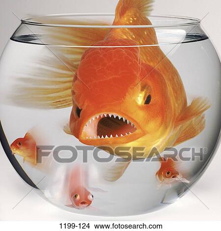 fish, fishbowl, goldfish, business, challenges, metaphors, confrontation View Large Photo Image Picture - fish, fishbowl, goldfish, business, challenges, metaphors, confrontation. Fotosearch