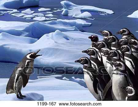 Stock Photo - group, snow, birds, penguins, animals, leader. Fotosearch