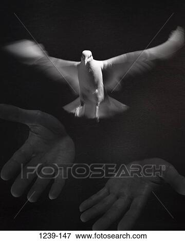 peace, bird, flying, wings, freedom, peaceful View Large Photo Image Stock Photo - peace, bird, flying, wings, freedom, peaceful. Fotosearch