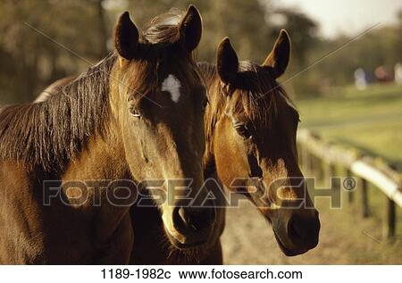 staring, animals, watch, watching, horses, mammals View Large Photo Image Stock Image - staring, animals, watch, watching, horses, mammals. Fotosearch