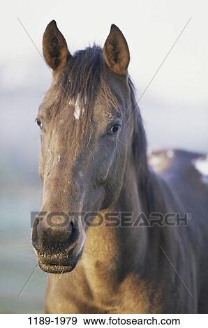 Stock Photo - staring, head, mane, watch, horse, watching, animal. Fotosearch