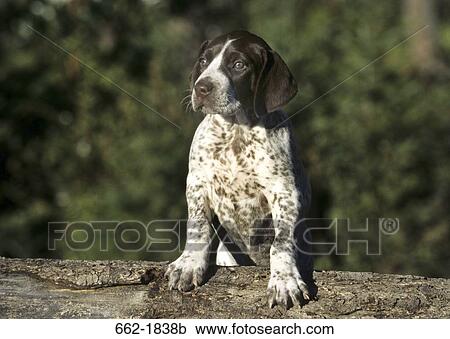 ドイツ語 Shorthaired ポインター 子犬 上に傾斜する A 丸太 ストックイメージ 662 18b Fotosearch