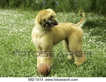 Afghan Hound View Large Photo Image Picture - Afghan Hound. Fotosearch