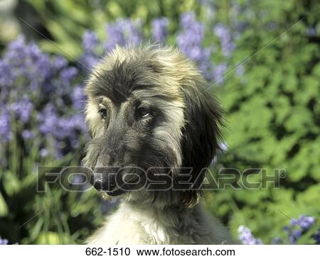 Afghan Hound View Large Photo Image Stock Image - Afghan Hound. Fotosearch