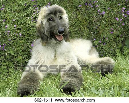 Afghan Hound View Large Photo Image Stock Image - Afghan Hound. Fotosearch