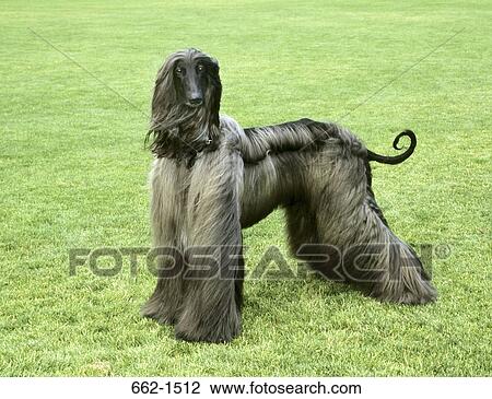 Afghan Hound View Large Photo Image Stock Image - Afghan Hound. Fotosearch