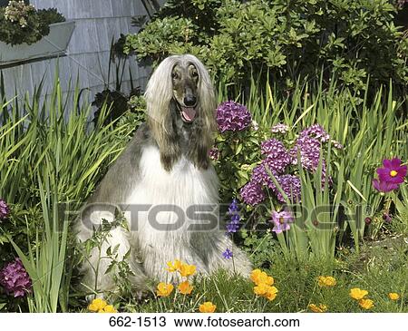 Afghan Hound View Large Photo Image Stock Image - Afghan Hound. Fotosearch