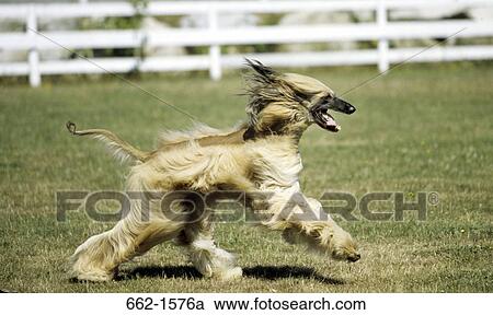 Afghan Hound View Large Photo Image Stock Image - Afghan Hound. Fotosearch
