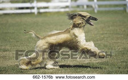 Afghan Hound View Large Photo Image Stock Image - Afghan Hound. Fotosearch