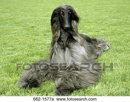 Afghan Hound View Large Photo Image Stock Image - Afghan Hound. Fotosearch