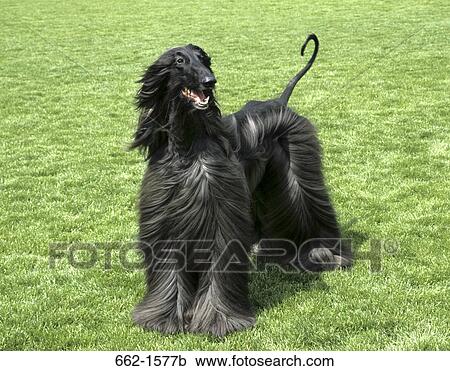 Stock Image - Afghan Hound. Fotosearch