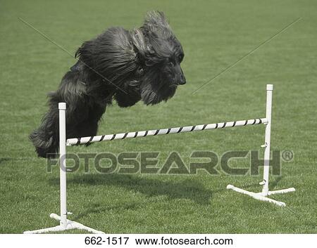 Afghan Hound View Large Photo Image Stock Photo - Afghan Hound. Fotosearch