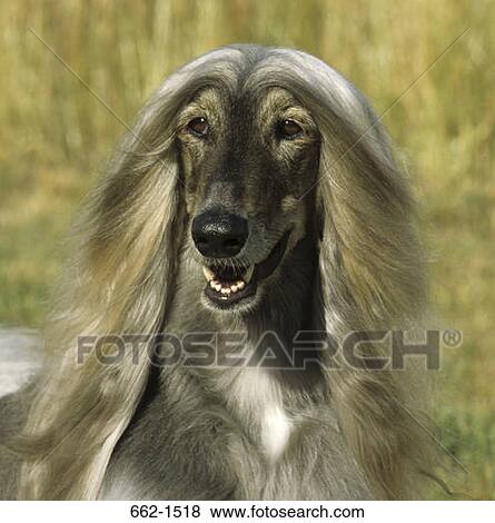Afghan Hound View Large Photo Image Stock Photo - Afghan Hound. Fotosearch