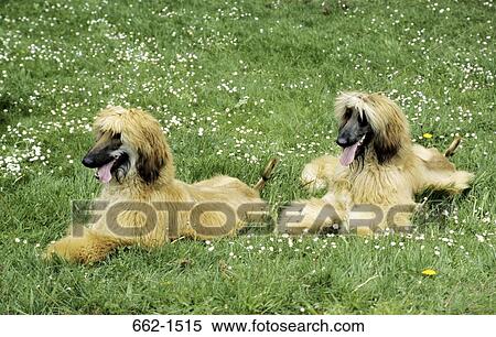 Afghan Hound View Large Photo Image Stock Photography - Afghan Hound. Fotosearch