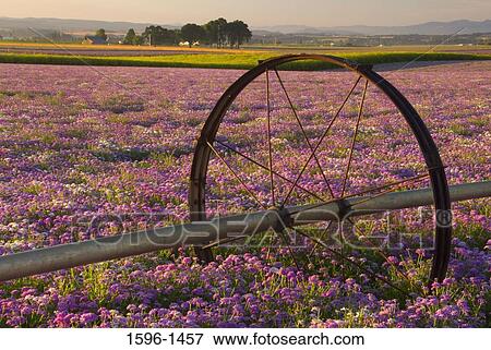 Stock Photo - Agricultural sprinkler in a field, Marion County, Oregon, USA. Fotosearch