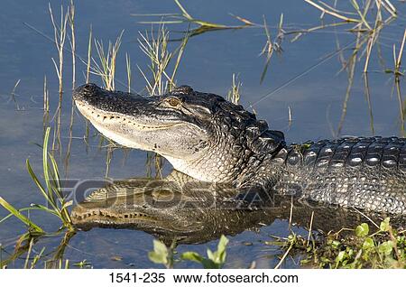 American alligator (Alligator mississipiensis) swimming in a lake View Large Photo Image Stock Photography - American alligator (Alligator mississipiensis) swimming in a lake. Fotosearch