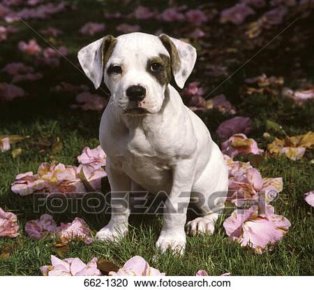 American Bulldog puppy sitting in a garden View Large Photo Image Stock Image - American Bulldog puppy sitting in a garden. Fotosearch