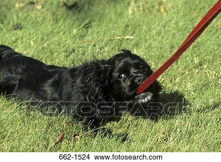 American Cocker Spanile View Large Photo Image Picture - American Cocker Spanile. Fotosearch