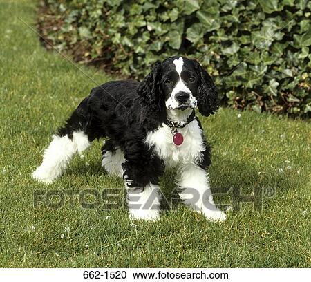 American Cocker Spanile View Large Photo Image Stock Image - American Cocker Spanile. Fotosearch