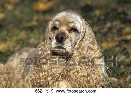 American Cocker Spanile View Large Photo Image Stock Photo - American Cocker Spanile. Fotosearch