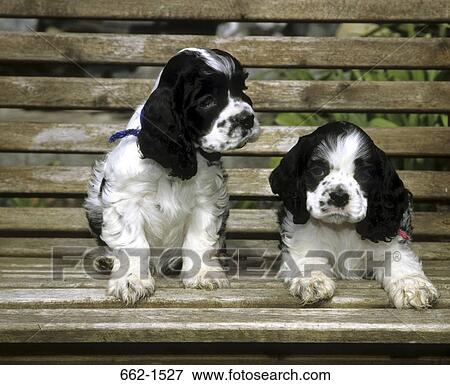 American Cocker Spanile View Large Photo Image Stock Photo - American Cocker Spanile. Fotosearch