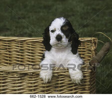 American Cocker Spanile View Large Photo Image Stock Photo - American Cocker Spanile. Fotosearch