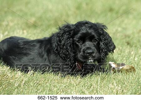 American Cocker Spanile View Large Photo Image Stock Photography - American Cocker Spanile. Fotosearch