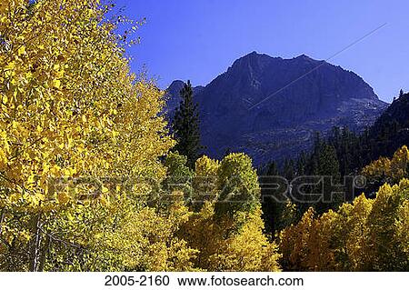 Aspen trees in a forest, Carson Peak, Californian Sierra Nevada, California, USA View Large Photo Image Stock Image - Aspen trees in a forest, Carson Peak, Californian Sierra Nevada, California, USA. Fotosearch
