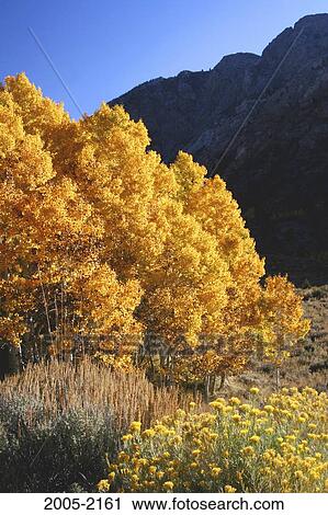 Aspen trees in a forest, Carson Peak, Californian Sierra Nevada, California, USA View Large Photo Image Stock Image - Aspen trees in a forest, Carson Peak, Californian Sierra Nevada, California, USA. Fotosearch