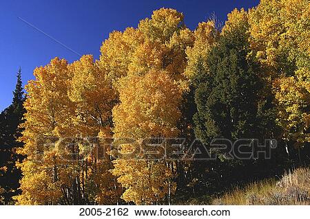 Aspen trees in a forest, Carson Peak, Californian Sierra Nevada, California, USA View Large Photo Image Stock Image - Aspen trees in a forest, Carson Peak, Californian Sierra Nevada, California, USA. Fotosearch