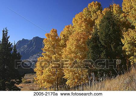Aspen trees in a forest, Carson Peak, Californian Sierra Nevada, California, USA View Large Photo Image Stock Image - Aspen trees in a forest, Carson Peak, Californian Sierra Nevada, California, USA. Fotosearch