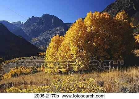 Stock Image - Aspen trees in a forest, Carson Peak, Californian Sierra Nevada, California, USA. Fotosearch