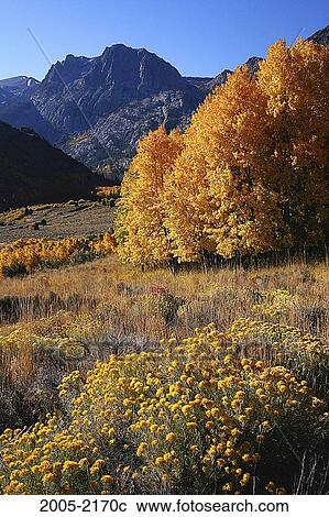 Aspen trees in a forest, Carson Peak, Californian Sierra Nevada, California, USA View Large Photo Image Stock Image - Aspen trees in a forest, Carson Peak, Californian Sierra Nevada, California, USA. Fotosearch