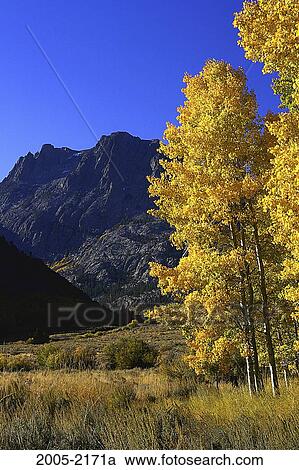 Stock Image - Aspen trees in a forest, Carson Peak, Californian Sierra Nevada, California, USA. Fotosearch
