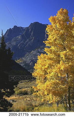 Stock Image - Aspen trees with mountains in the background, Carson Peak, Californian Sierra Nevada, California, USA. Fotosearch