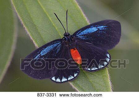 Atala butterfly (Eumaeus atala) on a leaf View Large Photo Image Stock Image - Atala butterfly (Eumaeus atala) on a leaf. Fotosearch