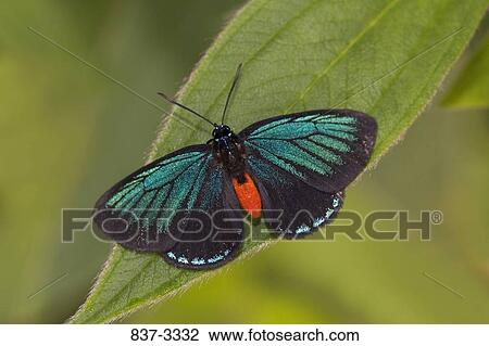 Atala butterfly (Eumaeus atala) on a leaf View Large Photo Image Stock Image - Atala butterfly (Eumaeus atala) on a leaf. Fotosearch