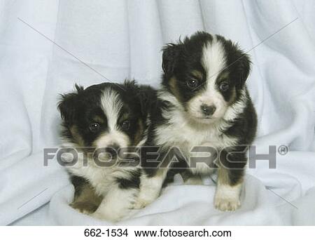 Picture - Australian Shepherd. Fotosearch
