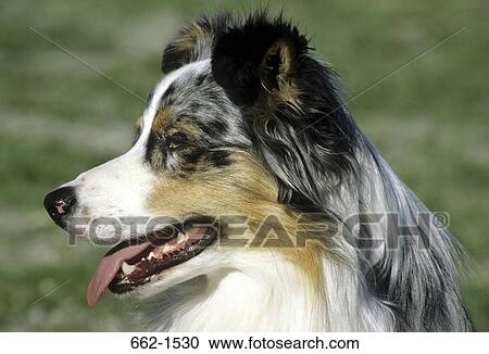 Australian Shepherd View Large Photo Image Stock Image - Australian Shepherd. Fotosearch