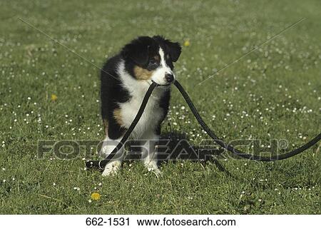 Australian Shepherd View Large Photo Image Stock Image - Australian Shepherd. Fotosearch