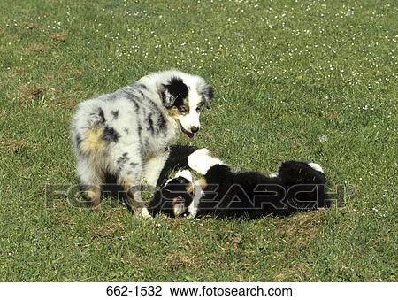 Australian Shepherd View Large Photo Image Stock Image - Australian Shepherd. Fotosearch