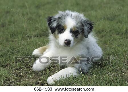 Australian Shepherd View Large Photo Image Stock Image - Australian Shepherd. Fotosearch