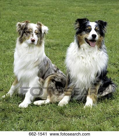Australian Shepherd View Large Photo Image Stock Image - Australian Shepherd. Fotosearch