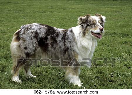 Australian Shepherd View Large Photo Image Stock Image - Australian Shepherd. Fotosearch